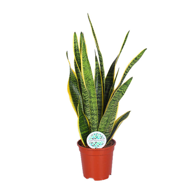 Sansevieria Trifasciata Laurentii - Snake Plant - ↕60cm - Ø17cm