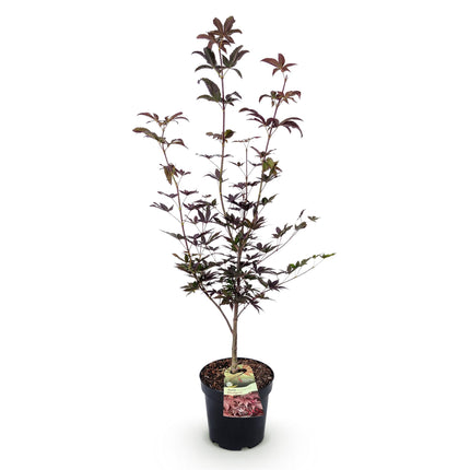 Acer palmatum Bloodgood - Japanse Esdoorn - Rood - ↕90cm - Ø26cm