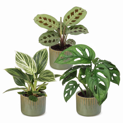 Baby Plants Surprise Box 3x - Verrassingsbox kleine planten - Diversen - Tropisch - incl. Linnea Olive - Ø6cm - ↕5-15cm