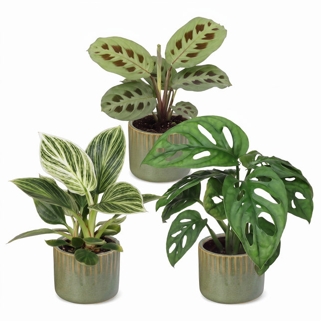 Baby Plants Surprise Box 3x - Verrassingsbox kleine planten - Diversen - Tropisch - incl. Linnea Olive - Ø6cm - ↕5-15cm