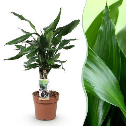 Dracaena fragrans Steudneri - Árbol del dragón - ↕50-55cm - Ø17cm