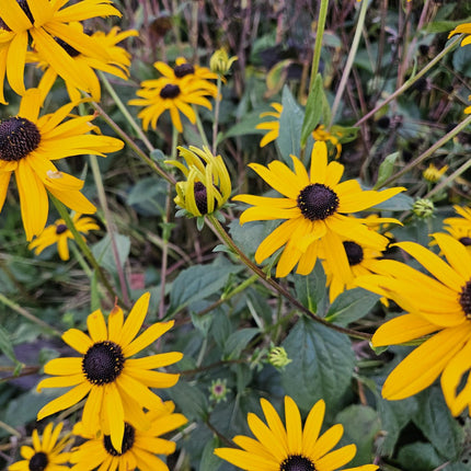 Rudbeckia fulgida 'Goldsturm' - Gele Zonnehoed - ↕10-25cm - Ø9cm - 60x