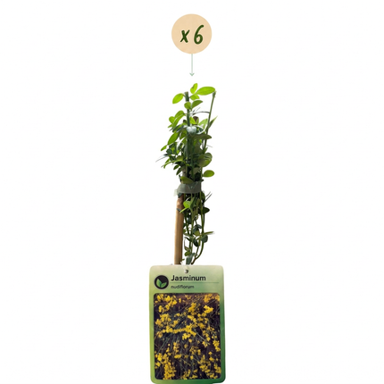 Jasminum nudiflorum - Winterjasmijn 6x - Geel - Klimplant - Ø9cm - ↕35cm