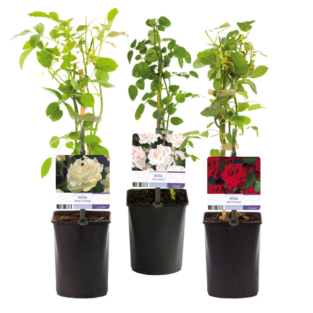 Kletterrose (Rosa Tricolor) – Blüten: Rosa, Weiß, Rot – Pflegeleicht – 3 Pflanzen – Topf: 11 cm, Höhe: 40 cm