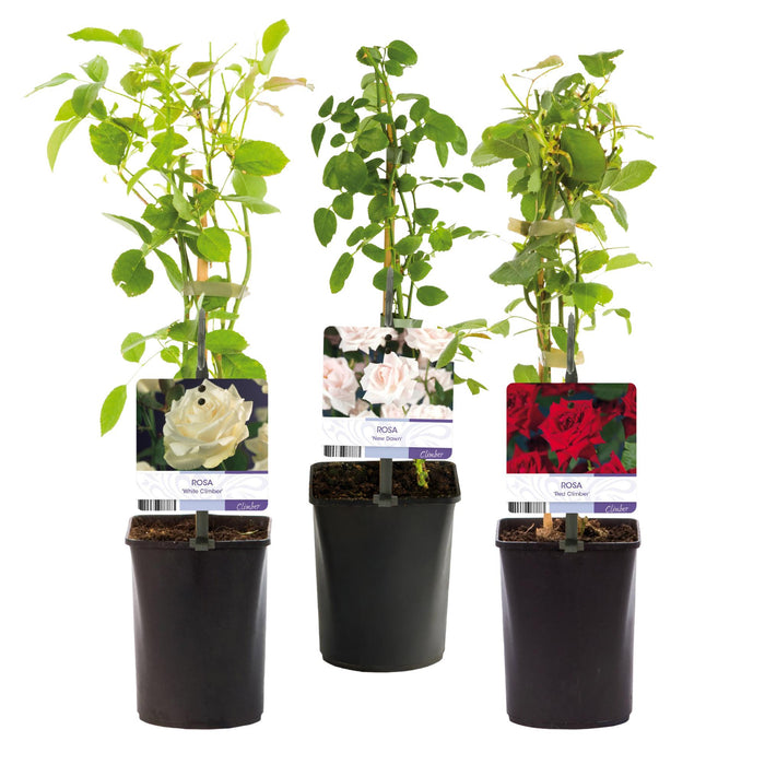 Klimroos - Rosa Tricolour  - Bloemen Roze Wit Rood - Weinig onderhoud - 3 planten - Pot 11cm Hoogte 40cm