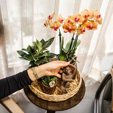 Kolibri Orchids | Combi Deal - 2 Oranje Phalaenopsis Orchideeën Mineral Jamaica - Ø9 cm