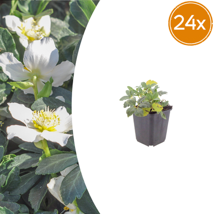 Rosa di Natale - Helleborus niger - ↕10-25cm - Ø9cm - 24x