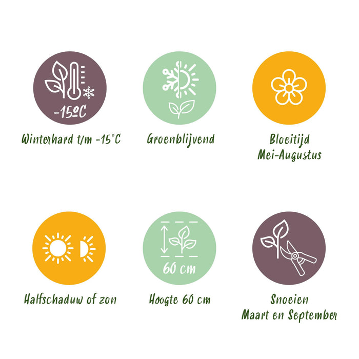 Lavandula angustifolia Munstead - Lavendel - ↕20-25cm - Ø12cm