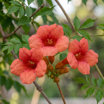 Campsis radicans - Trompetklimmer - Oranje - Rood - Klimplant - Ø9cm - ↕35cm