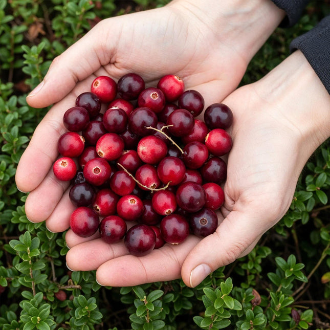 Vaccinium mac. Early Black - Mirtillo rosso - Resistente - Mirtillo blu - 2 piante - Vaso da 15 cm - Altezza 50 cm