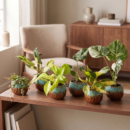 Baby Planten Tropical Mix - Diversen 6x - Tropisch - incl. Copper Reef - Ø6cm - ↕10-15cm
