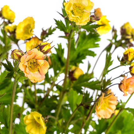 Geum Rivale Yellow - ↕50-70cm - Ø19cm