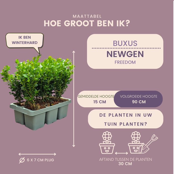 Buxus NewGen Freedom – 4x6 Pack - Winterharde Groenblijvende Struiken 24 x Ø7cm - ↕15cm - Compacte Buxus