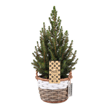 Picea glauca Conica - Kegelspar - Groen - Kerstboom - incl. mand - Ø17cm - ↕65cm