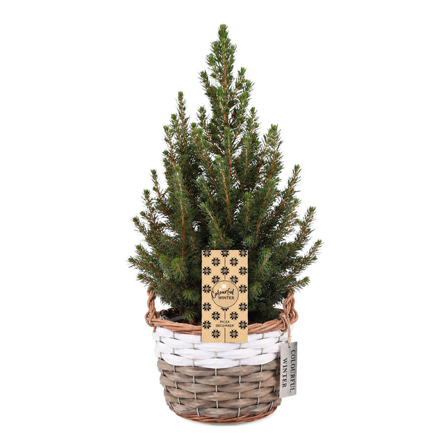 Picea glauca Conica - Kegelspar - Groen - Kerstboom - incl. mand - Ø17cm - ↕65cm