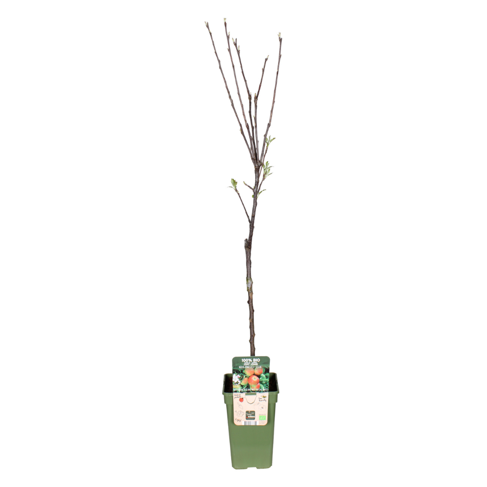 Appelboom