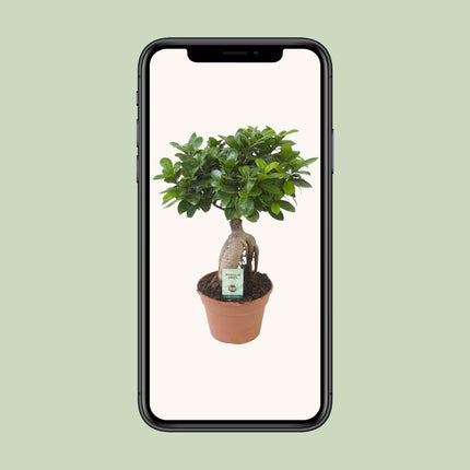 Ficus Ginseng - ↕40cm - Ø17cm