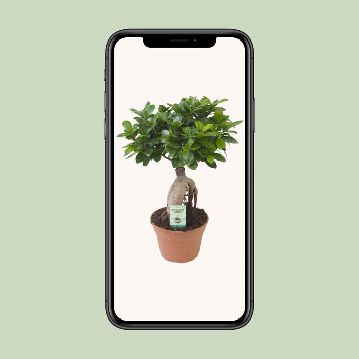Ficus Ginseng - ↕40cm - Ø17cm