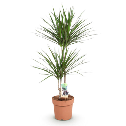Dracaena Marginata – Drachenbaum – ↕90–100cm – Ø21cm