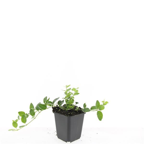 Vinca minor 'Argenteovariegata' - ↕10-25cm - Ø9cm - 24x