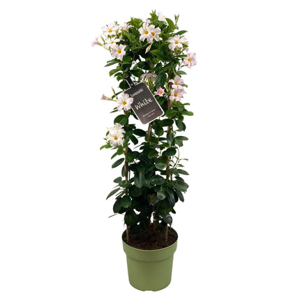 Mandevilla Sundaville White In Tower (Dipladenia) - Ø24cm - ↕95cm