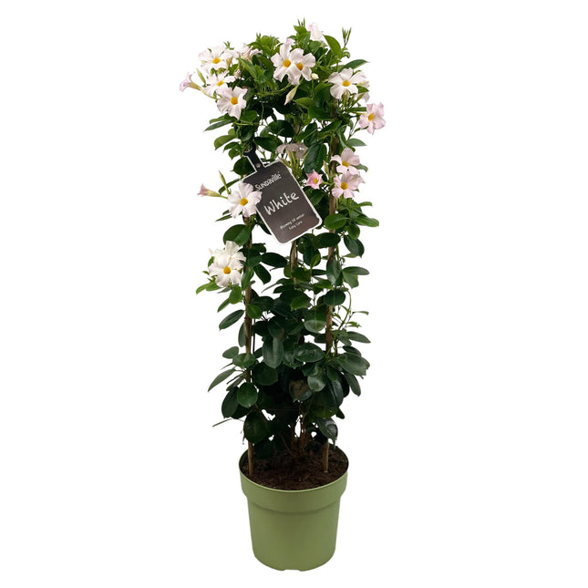 Mandevilla Sundaville Blanca en Torre (Dipladenia) - Ø24cm - ↕95cm