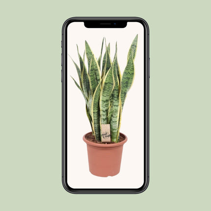Sansevieria Trifasciata Laurentii - Vrouwentong - ↕85cm - Ø25cm