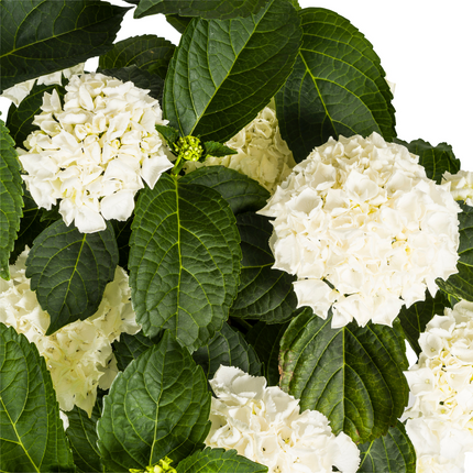 Hortensia Macrophylla Hvid Ø24cm - ↕70 - 80cm