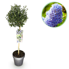 Collection image for: Ceanothus (Amerikanischer Flieder)
