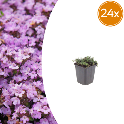 Thymus praecox 'Purple Beauty' - Creeping thyme - ↕10-25cm - Ø9cm - 24x