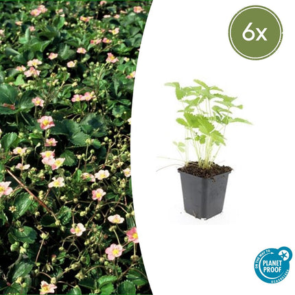 Fragaria Vesca - Fragola selvatica - ↕10-25cm - Ø9cm - 6x