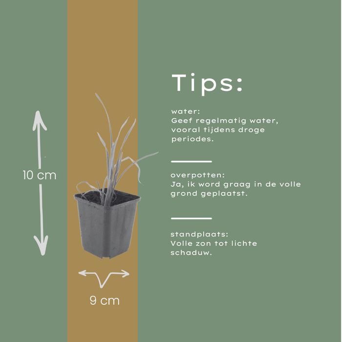 60x Hemerocallis 'Stella de Oro' - ↕10-25cm - Ø9cm