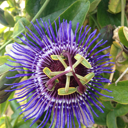 Passiebloem - Passiflora Paars 'Purple Haze' - ↕65cm - Ø15cm