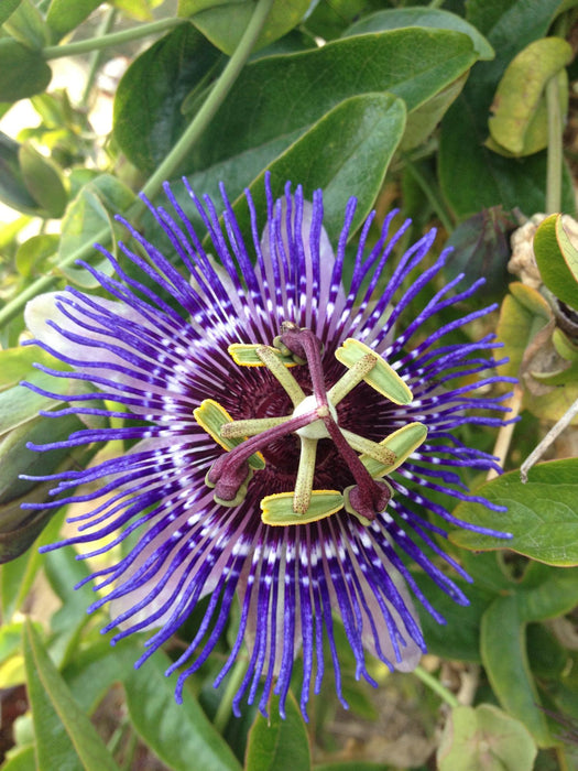 Passiebloem - Passiflora Paars 'Purple Haze' - ↕65cm - Ø15cm