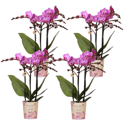 Kombiangebot: 4 rosa Phalaenopsis-Orchideen – Sorte „Vienna“ – Ø 9 cm | blühende Zimmerpflanze