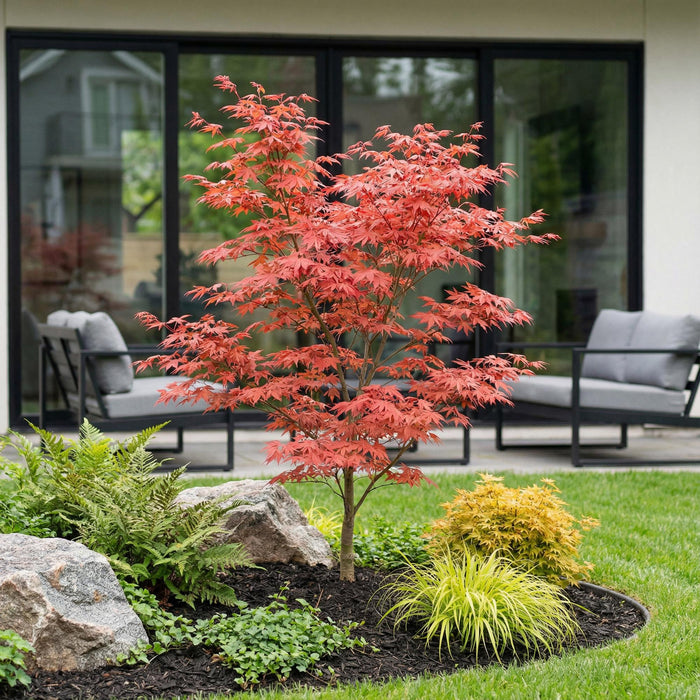 Acer palmatum Atropurpureum - Japanse Esdoorn - Paars - ↕90cm - Ø26cm