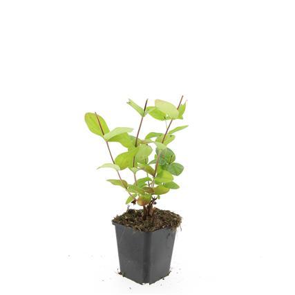 Hypericum inodorum 'Beauty' - ↕10-25cm - Ø9cm - 24x