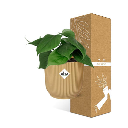 Philodendron Scandens + elho Vibes Fold Ø14cm yellow