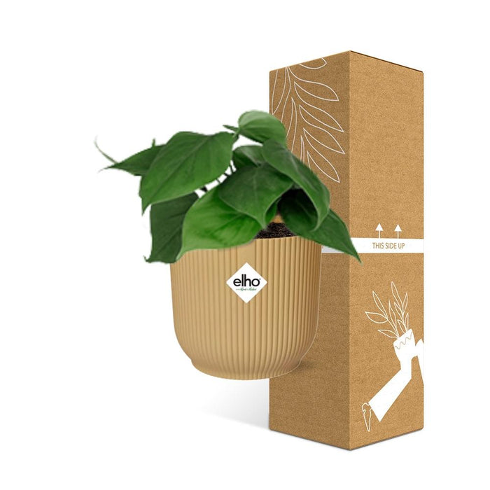 Philodendron Scandens + elho Vibes Fold Ø14cm geel
