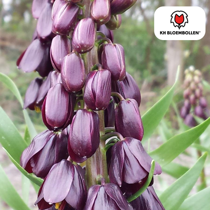 Fritillaria / Corona Imperiale Viola Preferiti 5 pezzi