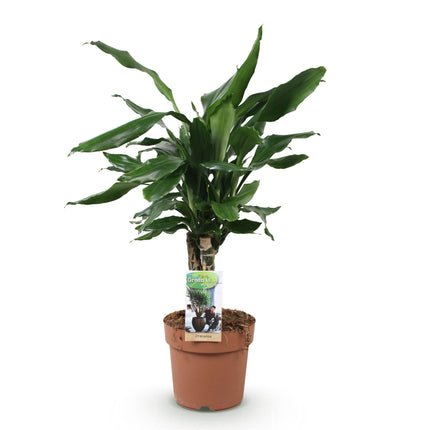 Dracaena fragrans Steudneri - Árbol del dragón - ↕50-55cm - Ø17cm
