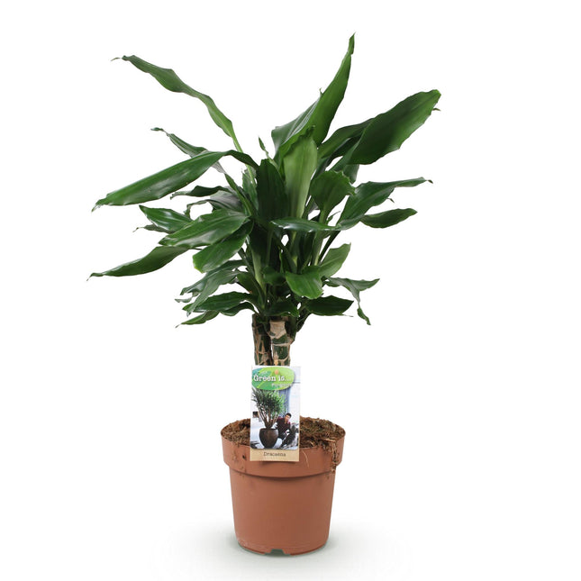 Dracaena fragrans Steudneri - Dragetræ - ↕50-55cm - Ø17cm