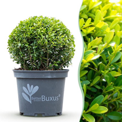 Bola de boj - Claraboya BetterBuxus - Resistente al hongo del boj - ↕25cm - Ø23cm