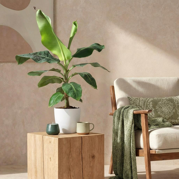 Musa acuminata Dwarf Cavendisch - Bananenplant - met witte plantenpot - ↕70-75cm - Ø21cm