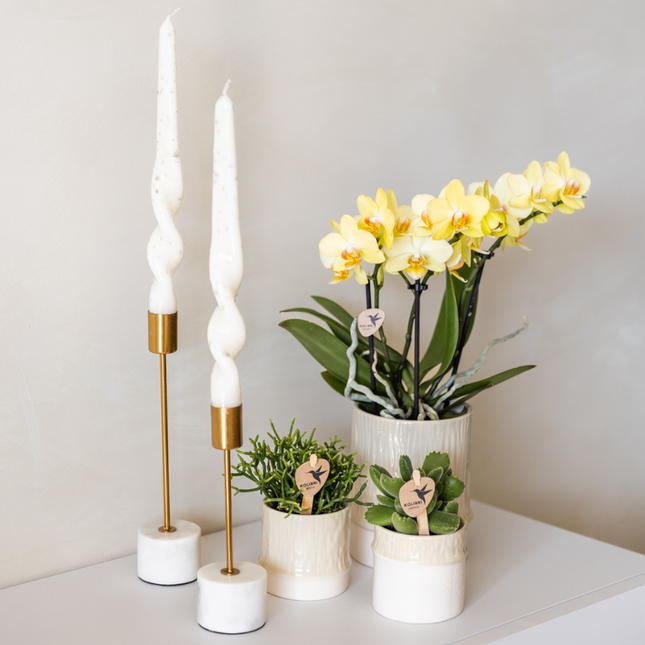 Kolibri Home | Maceta decorativa con forma de árbol - Travertino - Ø9cm