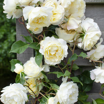 Rosa Crazy in love 'Vanilla' - Climbing rose - ↕65cm - Ø15cm - 3x