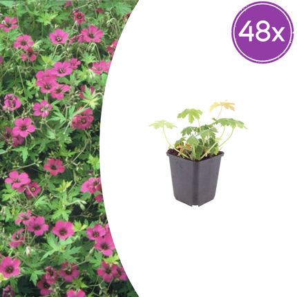 Geranium macrorrhizum 'Bevan's Variety' - Ooievaarsbek - ↕10-25cm - Ø9cm - 48x