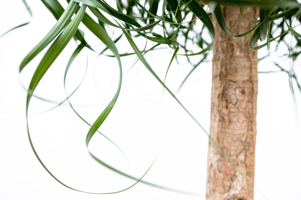 Beaucarnea XXL - Olifantenpoot Plant - ↕180-200cm