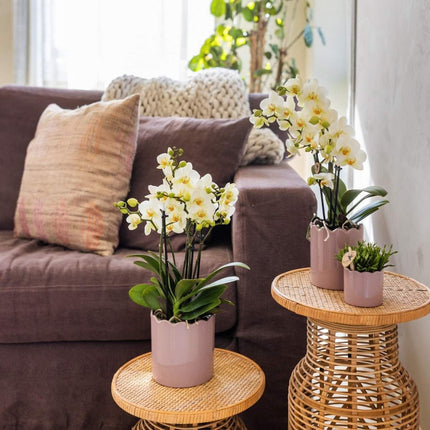 Kolibri Orchids | Combi Deal - 4 Witte Phalaenopsis Orchideeën Blossom Lausanne - Ø12 cm
