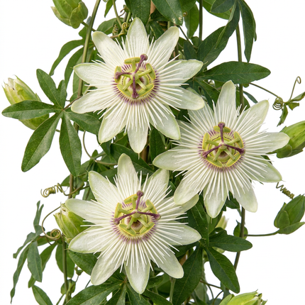 Passiflora ca. 'Constance Elliott' - Passiebloem 'Constance Elliott' 6x  - Wit - Klimplant - Ø9cm - ↕35cm